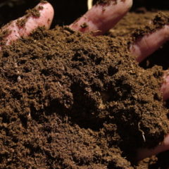 Rašelino písčité komposty