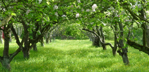 Jarní hnojení ovocných stromů a keřů