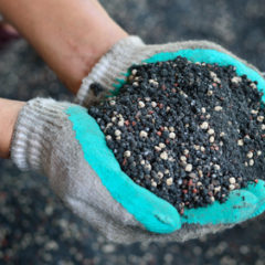 Hořčík – nezbytná složka hnojiv pro většinu rostlin